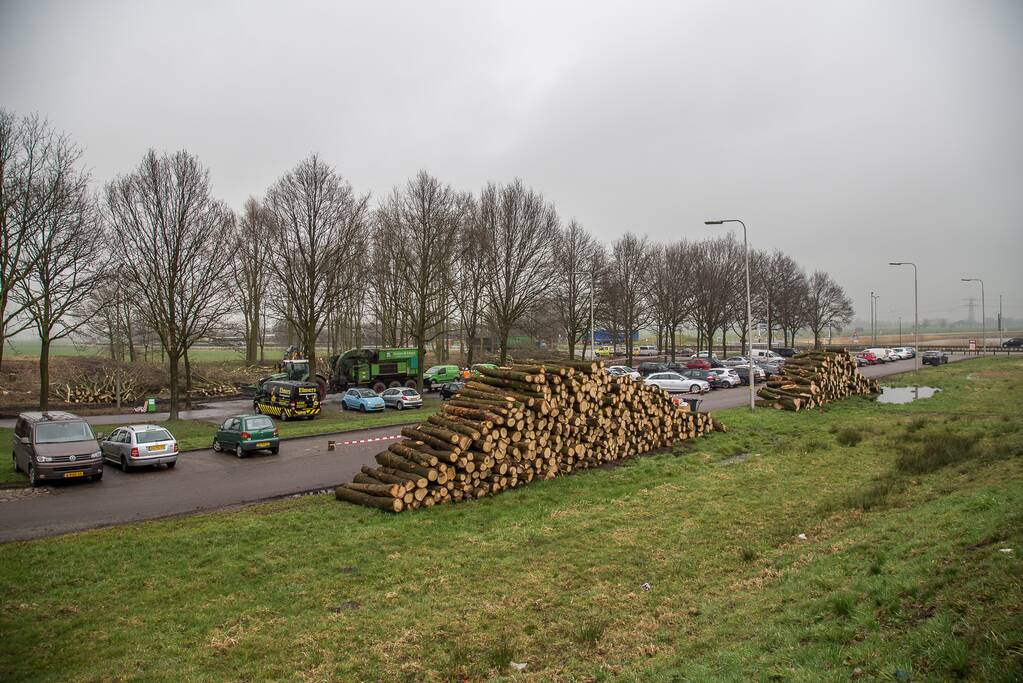 Beruchte seksbos langs de carpoolplaats gekapt