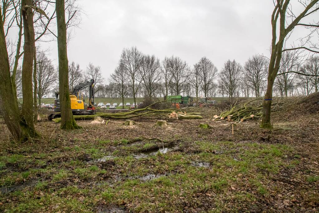 Beruchte seksbos langs de carpoolplaats gekapt