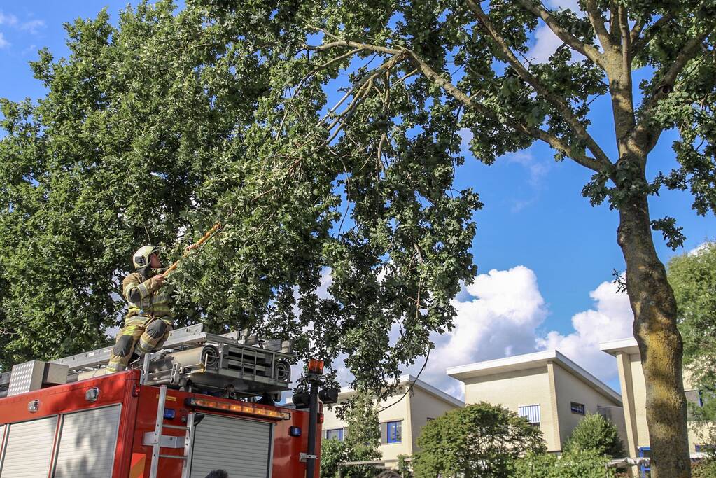 Brandweer verwijdert loshangende takken