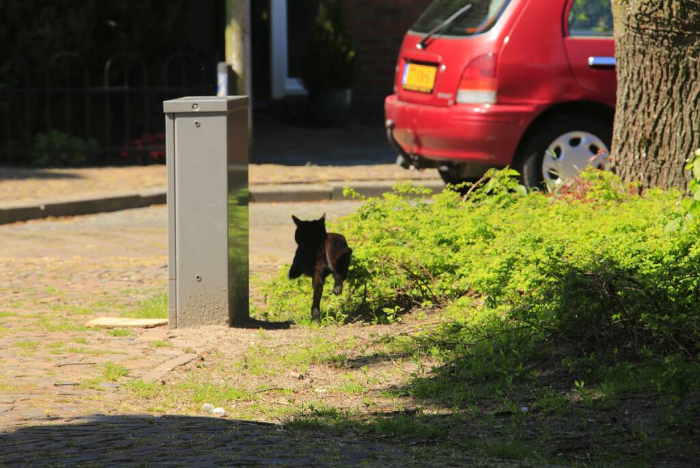 Kitten Oscar springt uit hoge  boom bij reddingsactie