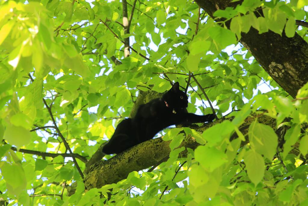 Kitten Oscar springt uit hoge  boom bij reddingsactie