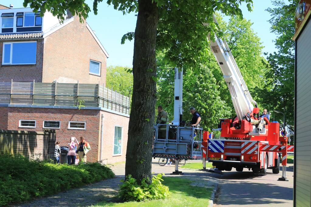 Kitten Oscar springt uit hoge  boom bij reddingsactie