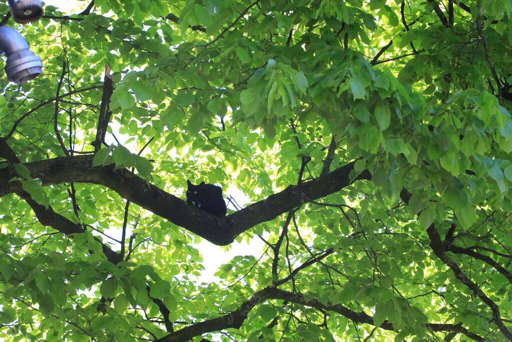 Kitten Oscar springt uit hoge  boom bij reddingsactie