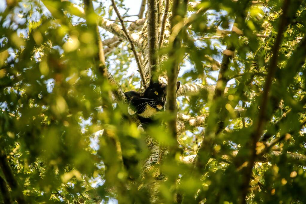 Kat Tommy zorgt voor lastige reddingsactie uit boom