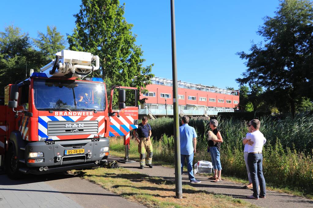 Kat Tommy zorgt voor lastige reddingsactie uit boom