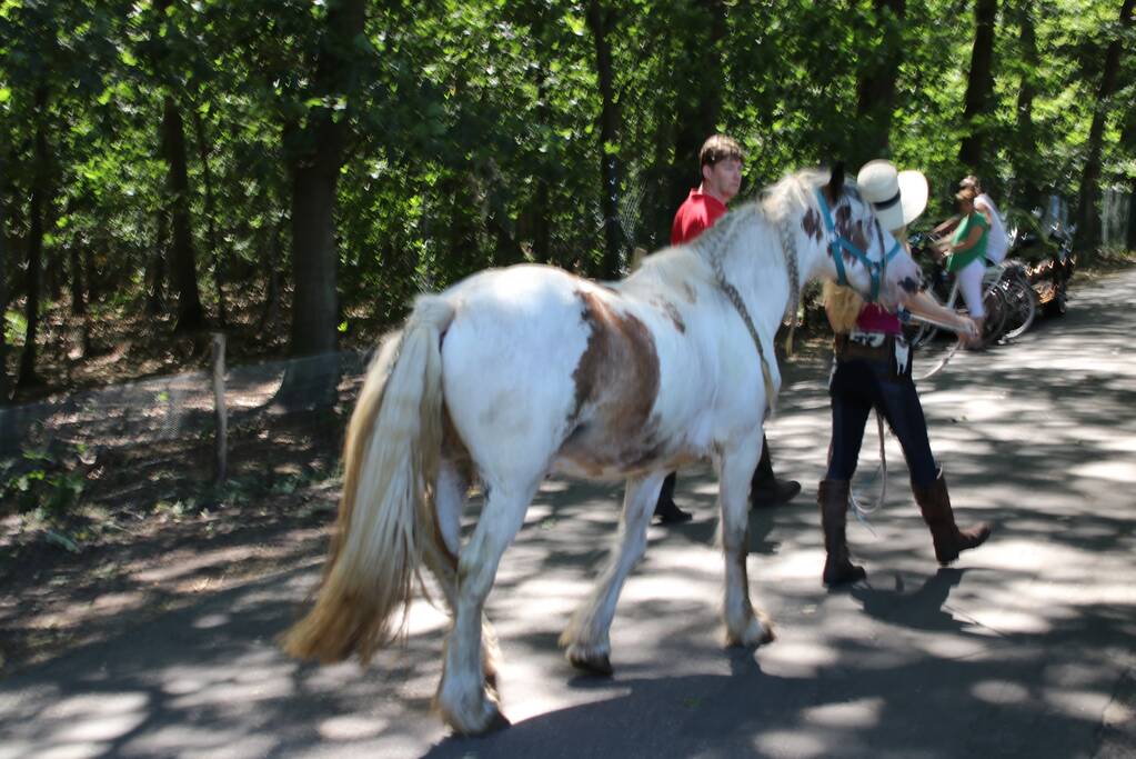 Vrouw zwaargewond na val van paard