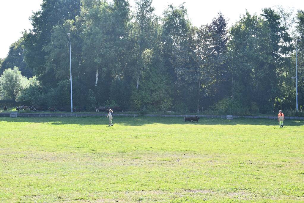 Flinke zoektocht voor brandweer naar schaap te water