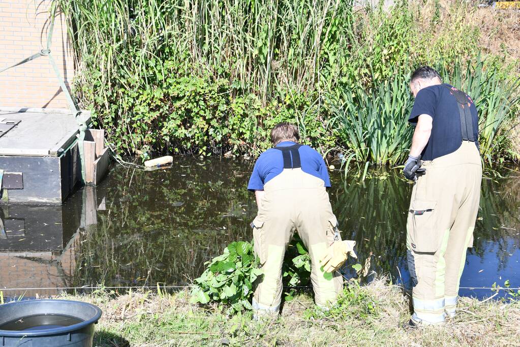 Flinke zoektocht voor brandweer naar schaap te water