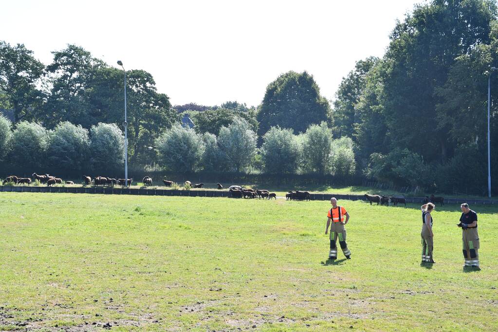 Flinke zoektocht voor brandweer naar schaap te water