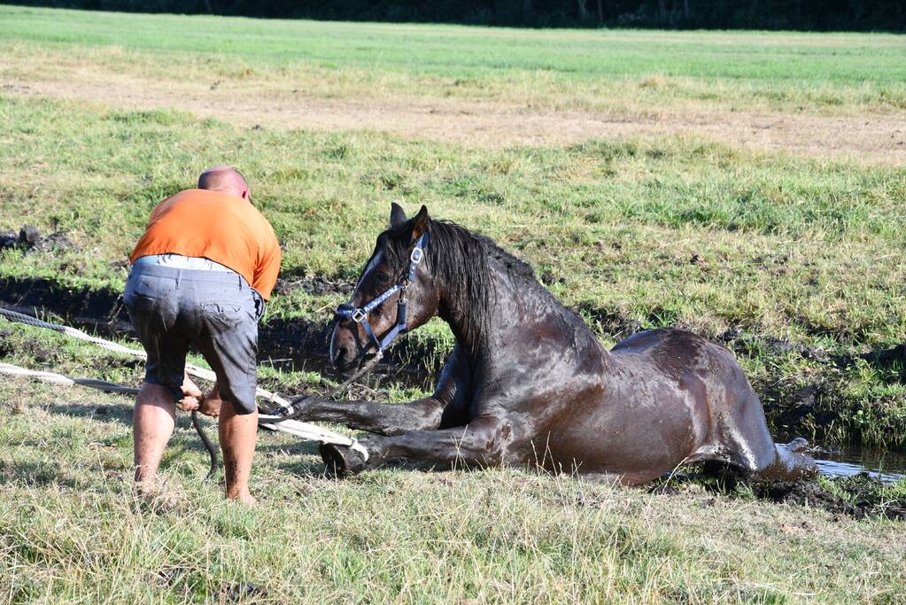 Paard Boris uit modderige sloot gered