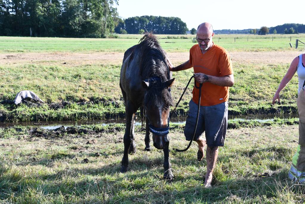 Paard Boris uit modderige sloot gered