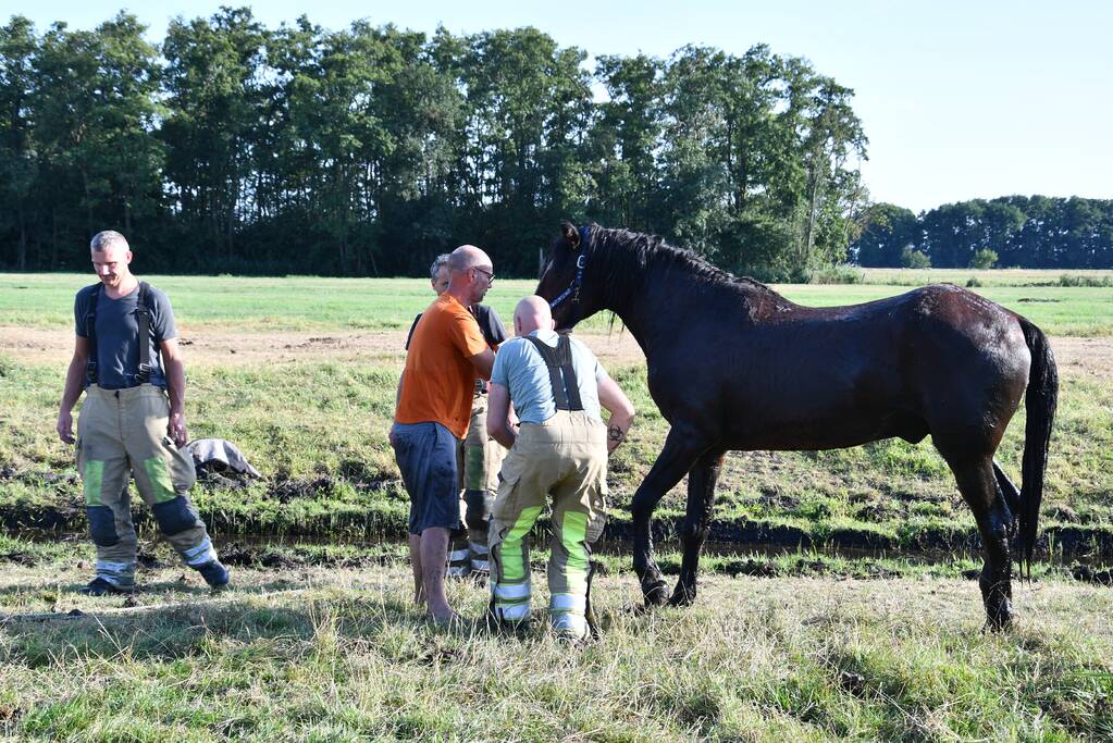 Paard Boris uit modderige sloot gered