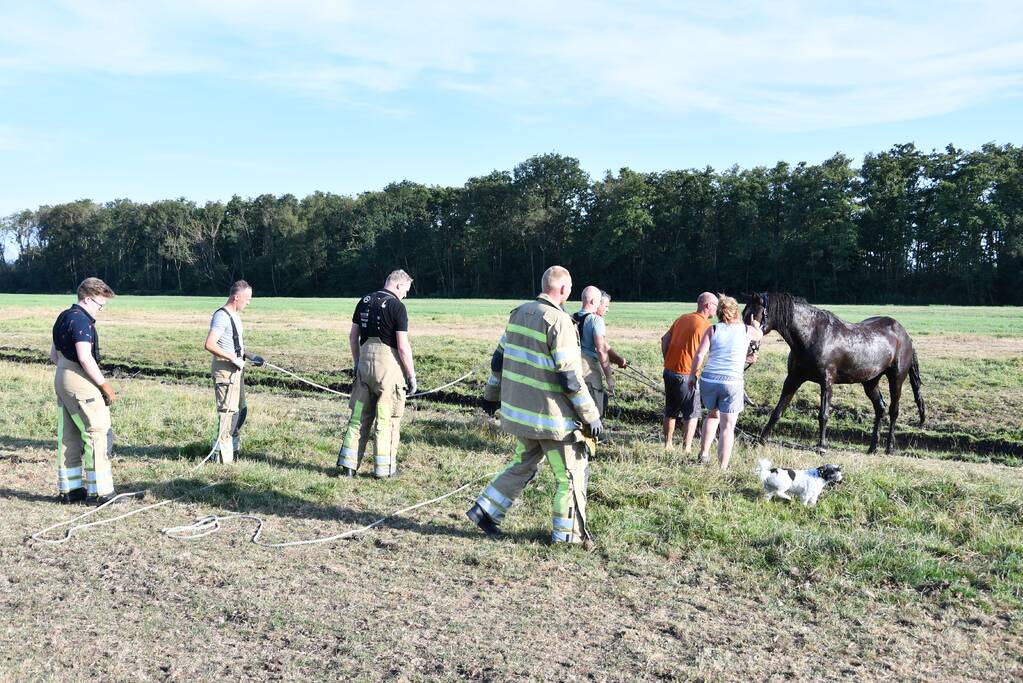 Paard Boris uit modderige sloot gered