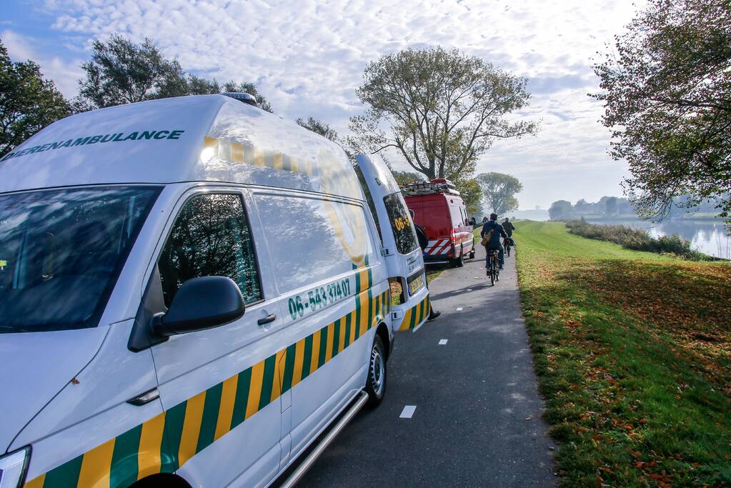 Zwaan met gebroken vleugel uit sloot gered