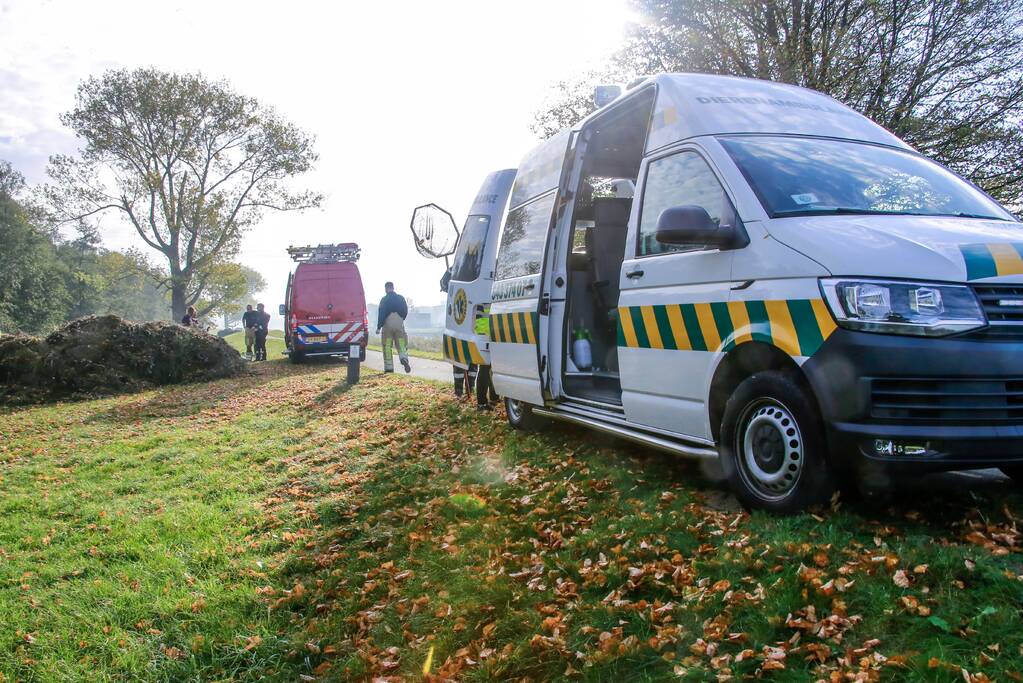 Zwaan met gebroken vleugel uit sloot gered