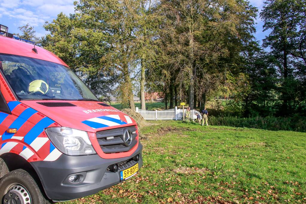 Zwaan met gebroken vleugel uit sloot gered