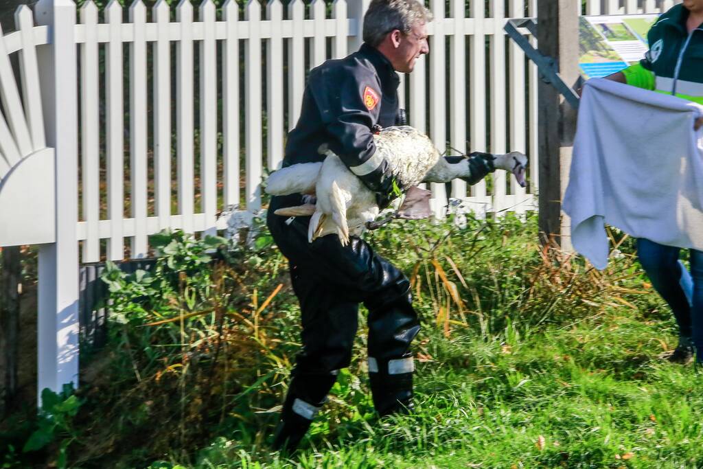 Zwaan met gebroken vleugel uit sloot gered