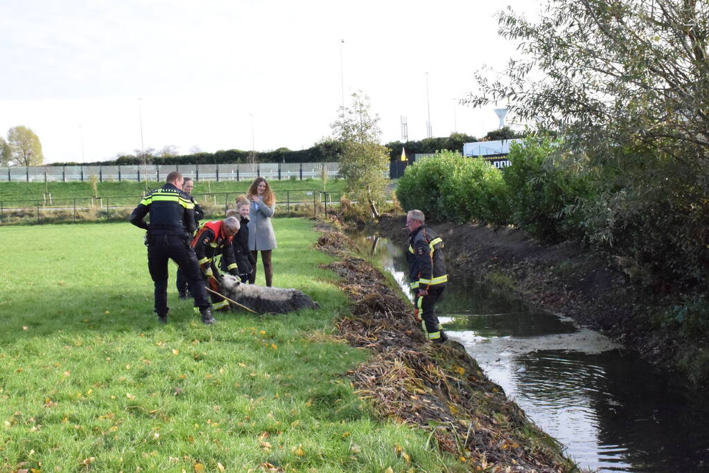 Schaap uit het water gered