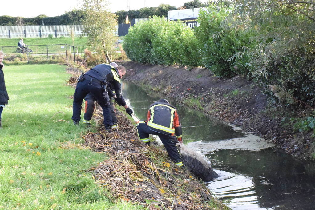 Schaap uit het water gered