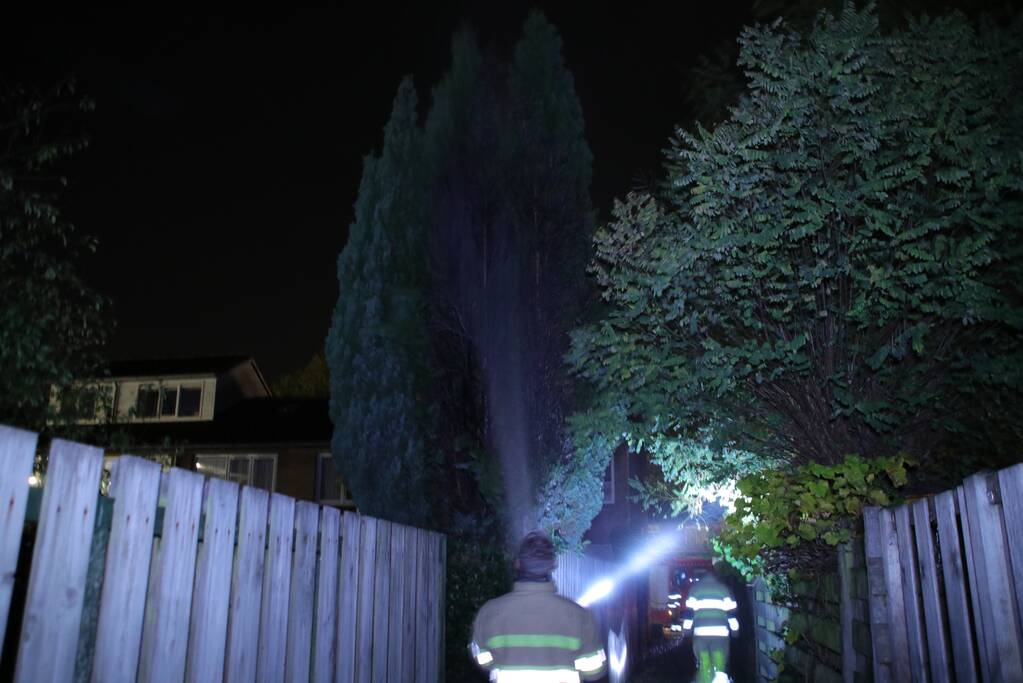 Conifeer in brand gestoken