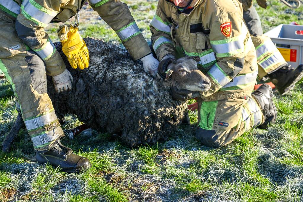 Wandelaars vinden bevroren schaap in sloot