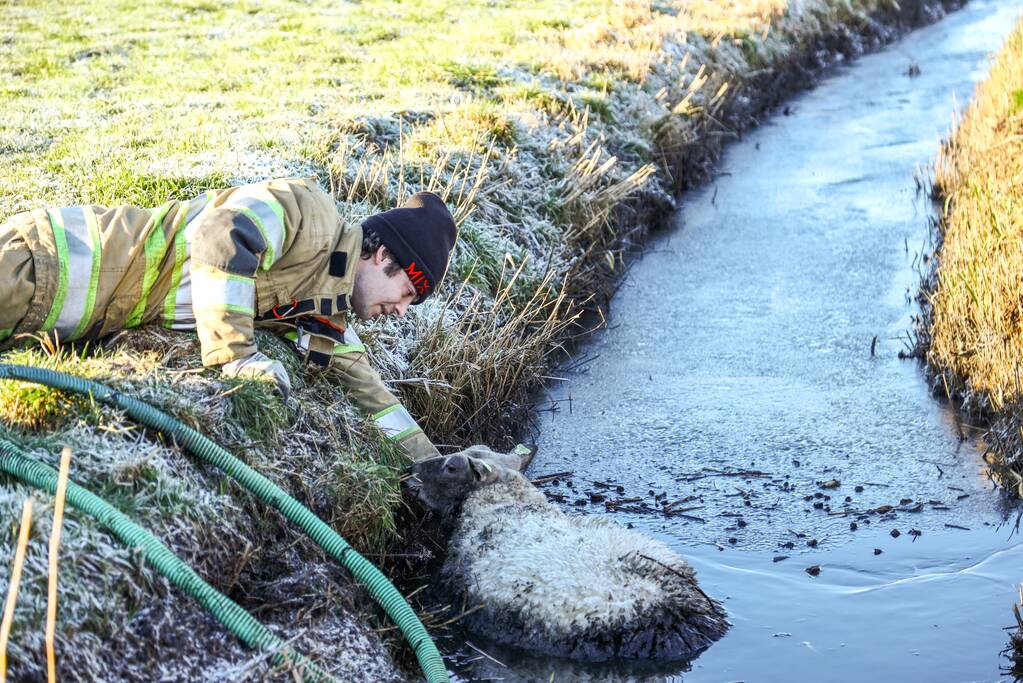 Wandelaars vinden bevroren schaap in sloot