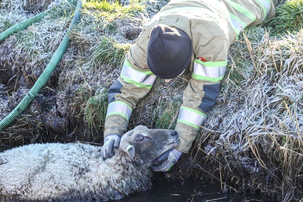 Wandelaars vinden bevroren schaap in sloot