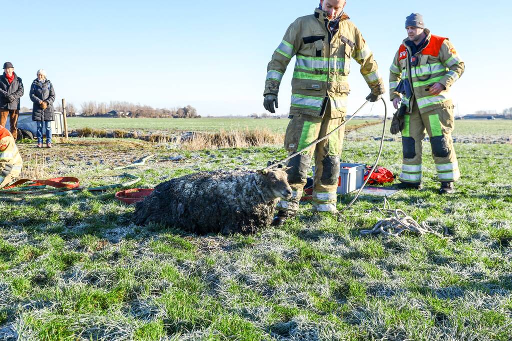 Wandelaars vinden bevroren schaap in sloot