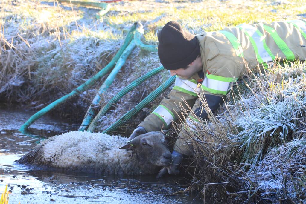 Wandelaars vinden bevroren schaap in sloot