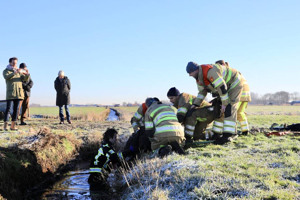 Wandelaars vinden bevroren schaap in sloot