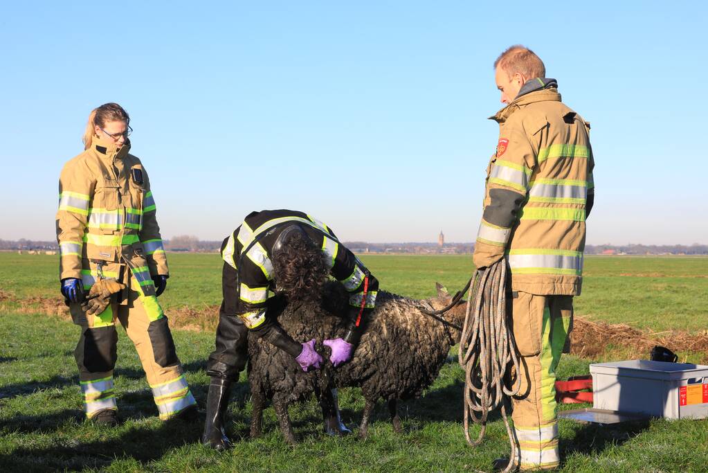 Wandelaars vinden bevroren schaap in sloot