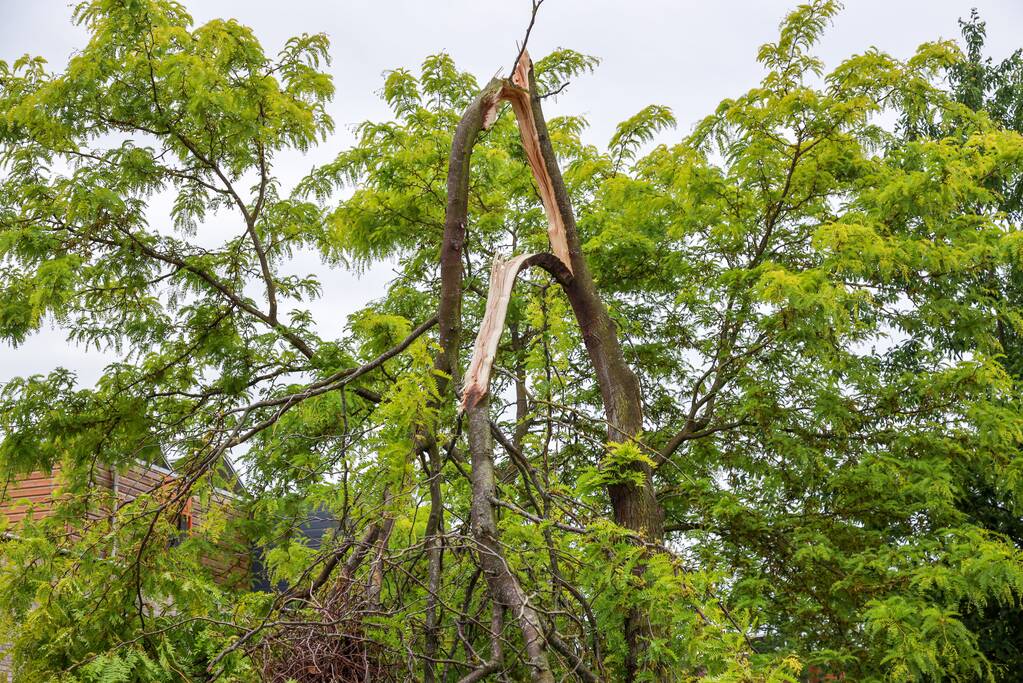 Boom omgeknakt door storm