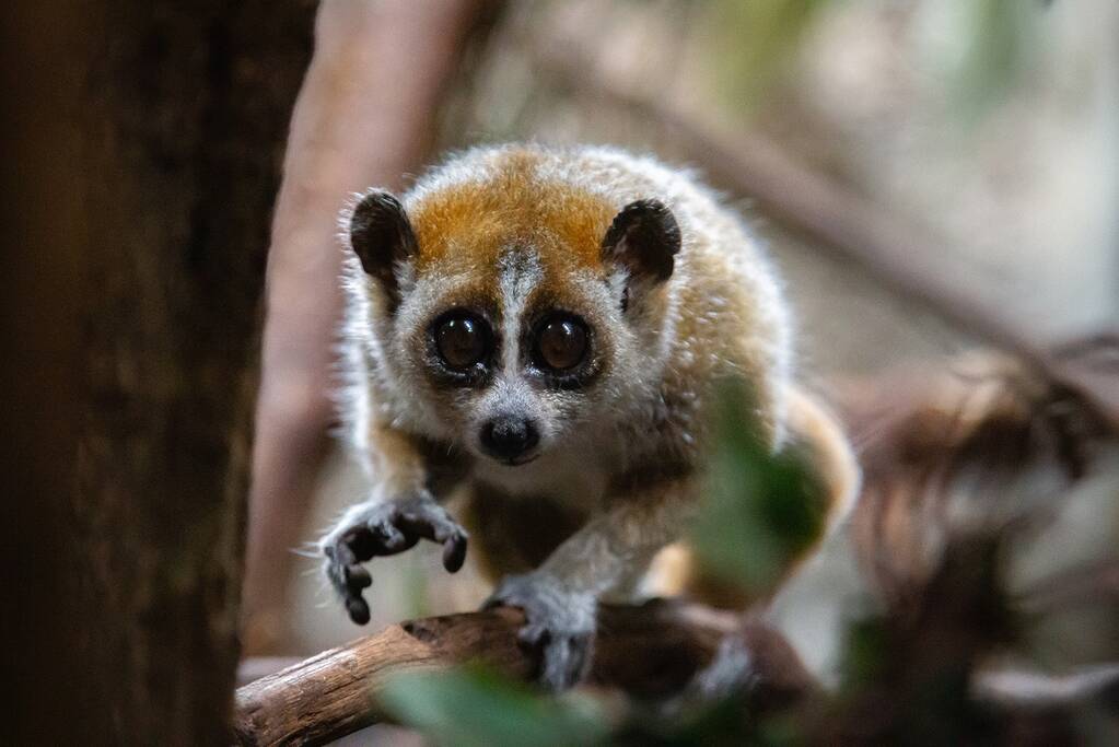 DierenPark Amersfoort verwelkomt plompe lori