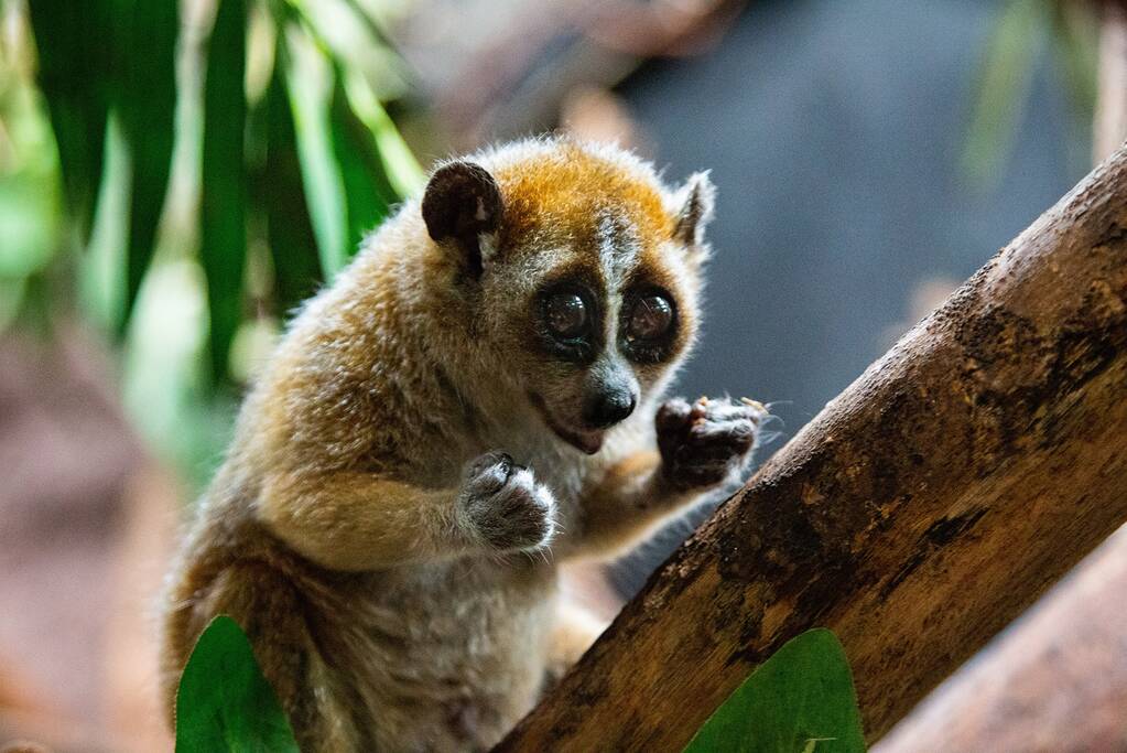 DierenPark Amersfoort verwelkomt plompe lori