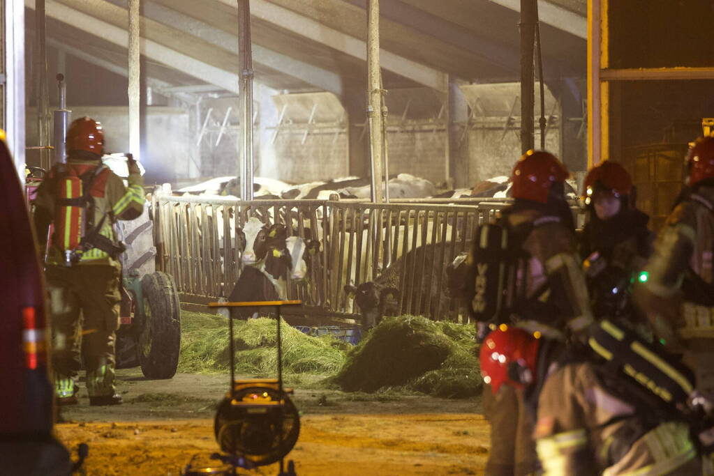 Honderden koeien gered bij uitslaande brand