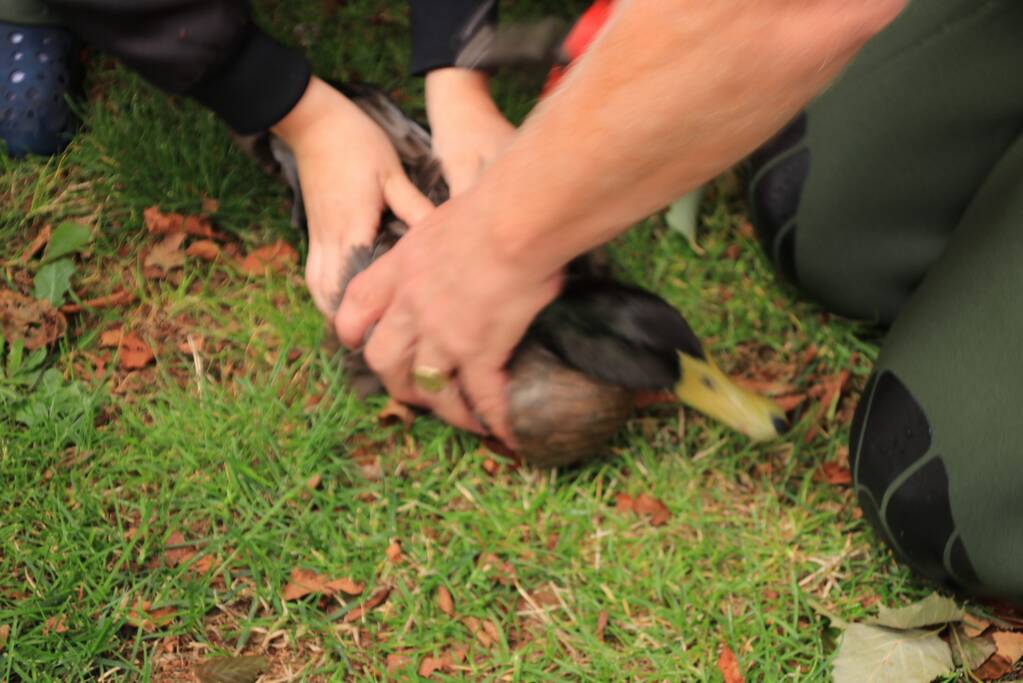 Jeugd helpt dierenambulance met redden van eend