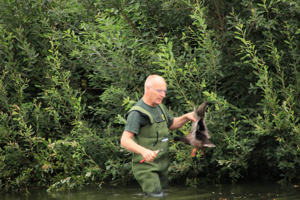 Jeugd helpt dierenambulance met redden van eend