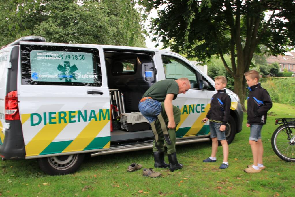 Jeugd helpt dierenambulance met redden van eend