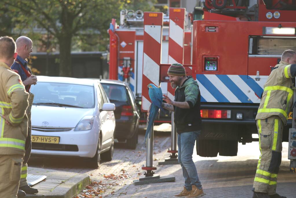 Brandweer redt papegaai met hoogwerker