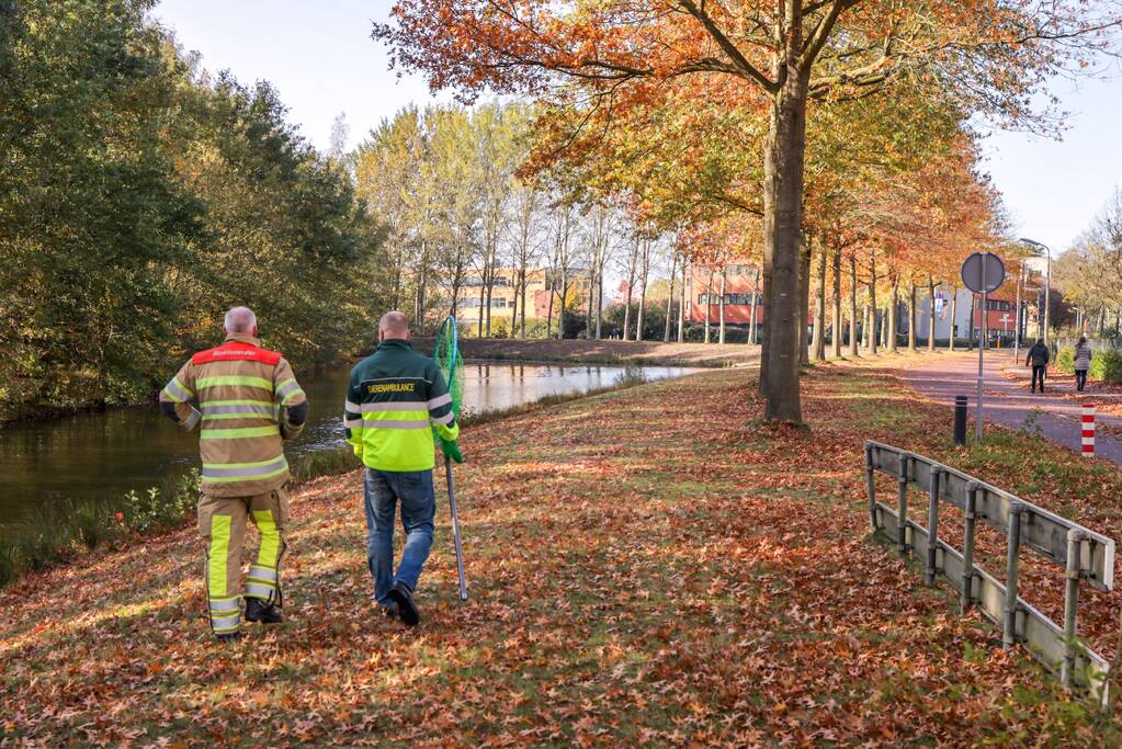 Gewonde zwaan laat zich niet vangen