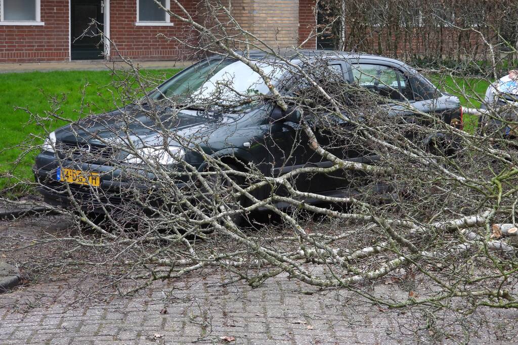 Boom valt op auto, veel schade