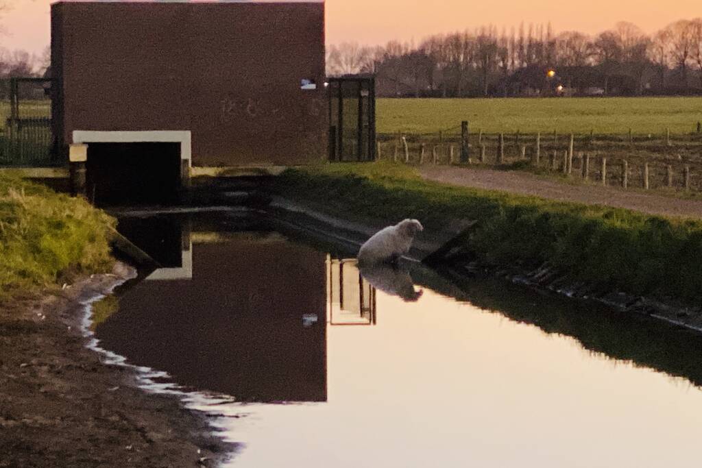 Schaap te water geraakt bij gemaal