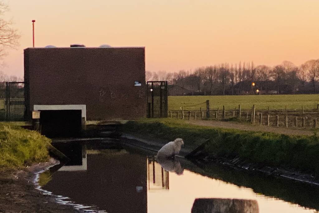 Schaap te water geraakt bij gemaal