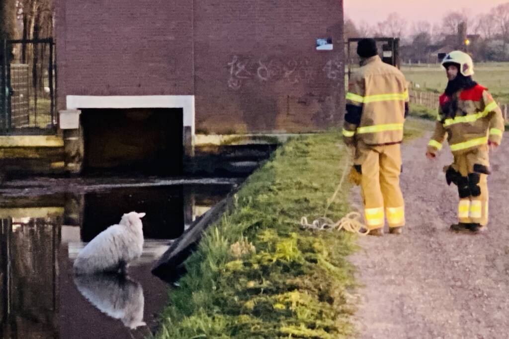 Schaap te water geraakt bij gemaal