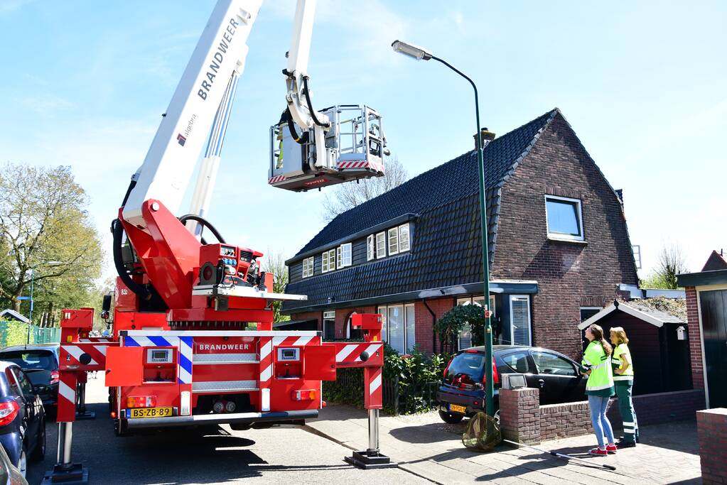 Spreeuw vast onder dakpannen