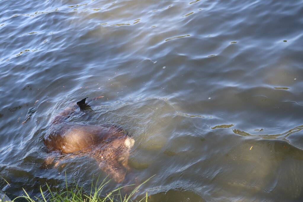 Omstanders treffen dode ree aan in het water