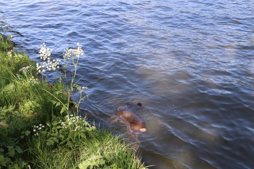 Omstanders treffen dode ree aan in het water