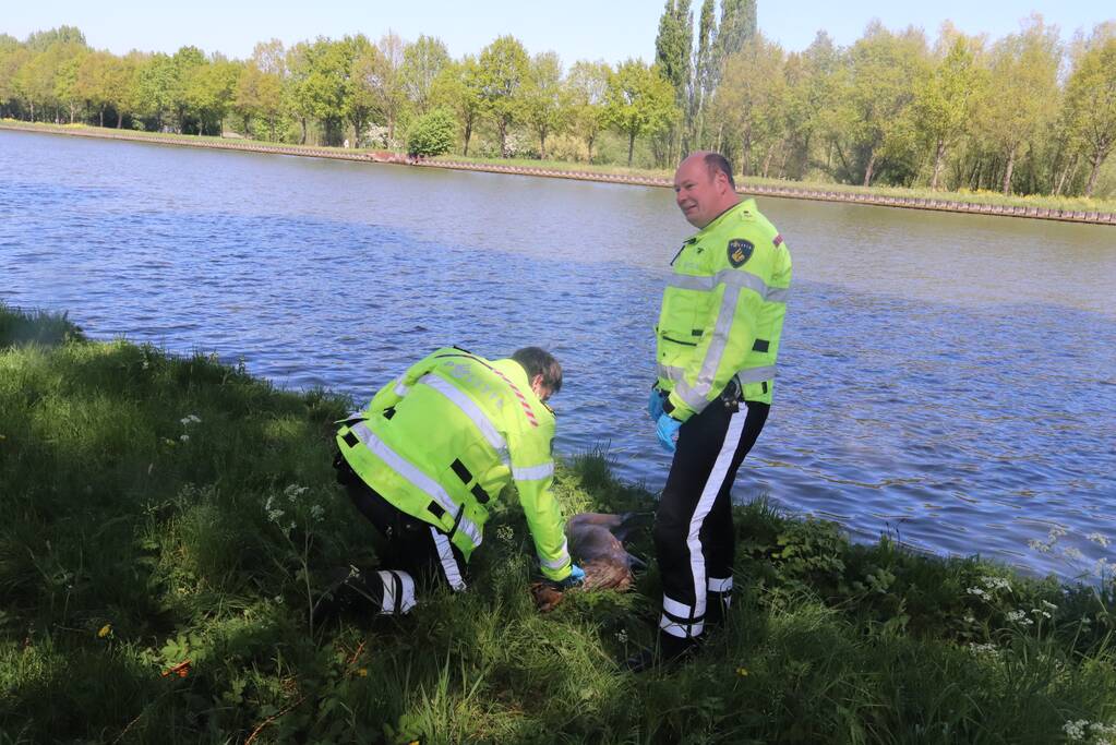 Omstanders treffen dode ree aan in het water