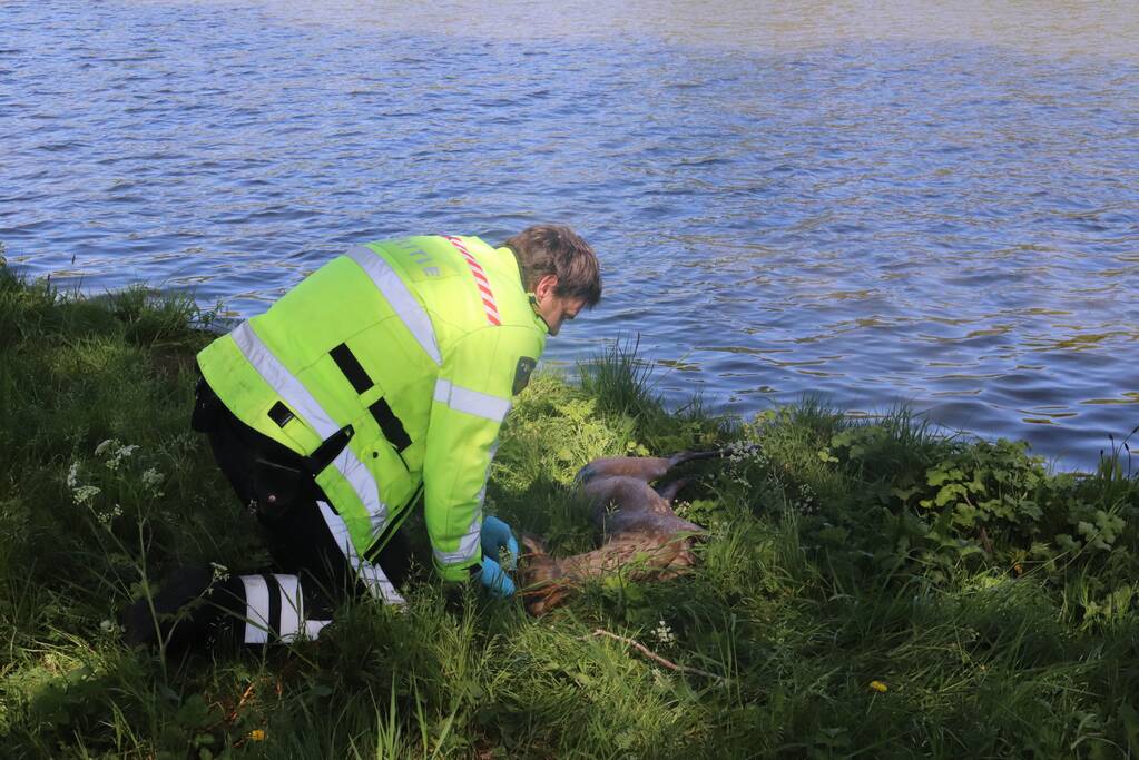 Omstanders treffen dode ree aan in het water