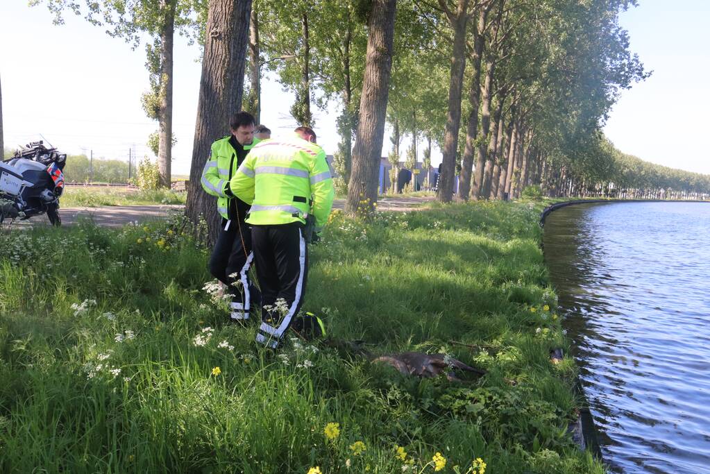 Omstanders treffen dode ree aan in het water